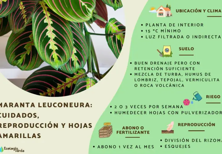 Maranta leuconeura, planta de interior con hojas verdes y rosadas. Guía de cuidados: riego, suelo, abono y reproducción.