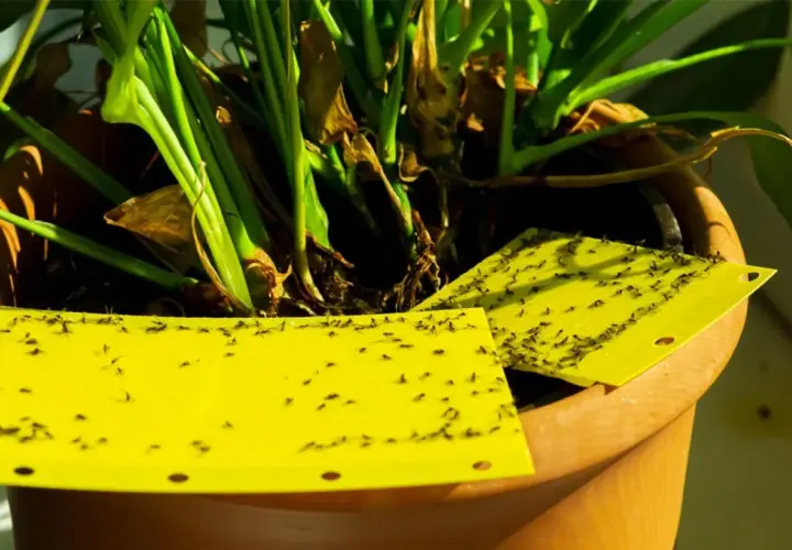 Trampas amarillas pegajosas en maceta, un remedio casero para la mosca del sustrato, capturan docenas de pequeños insectos.