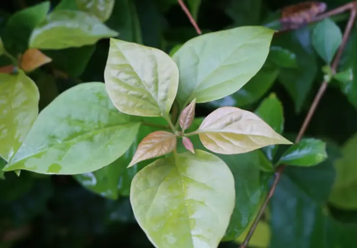 Primeros brotes de hojas verdes y rojizas en una rama. La planta parece sana, pero la buganvilla no florece aún.