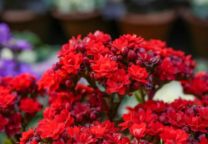 Ramos de flores rojas vibrantes, como las de 10 plantas que dan flores todo el año, con pétalos delicados y capullos listos para abrir.