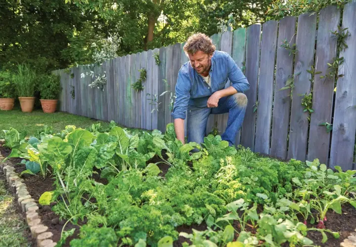 Hombre trabajando en su huerto, cuidando las plantas. Aprende como utilizar la palomina en el huerto para un crecimiento saludable.