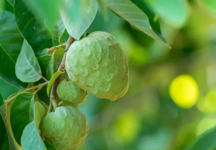 Frutos verdes de chirimoya en un árbol, listos para cuidados.