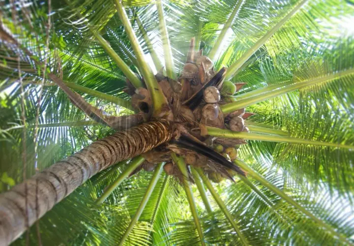 Vista desde abajo de la corona de una palmera, con cocos verdes y marrones colgando entre las hojas verdes vibrantes.