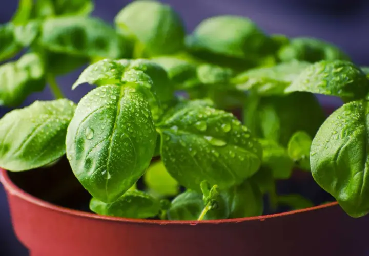 Plantar albahaca en maceta. Hojas verdes brillantes con gotas de agua, listas para crecer y dar sabor.