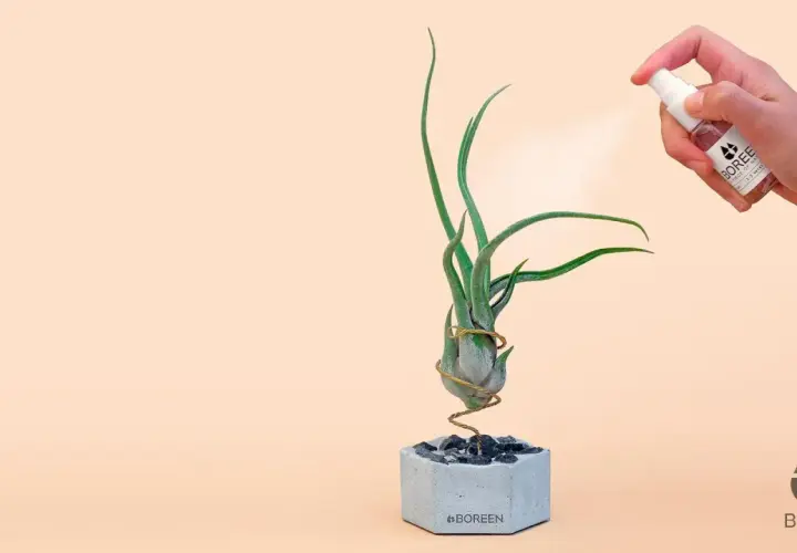 Rociando agua a unas plantas de aire en maceta de cemento.