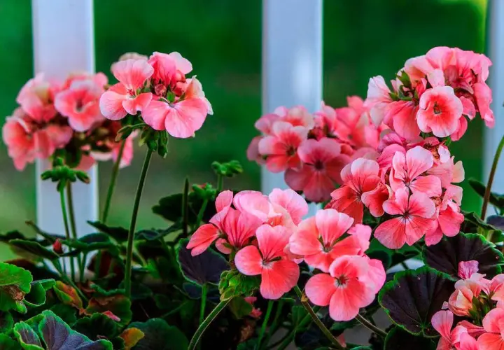Un grupo de flores de geranio rosadas y vibrantes, con hojas verdes oscuras, se asoman detrás de una barandilla blanca.