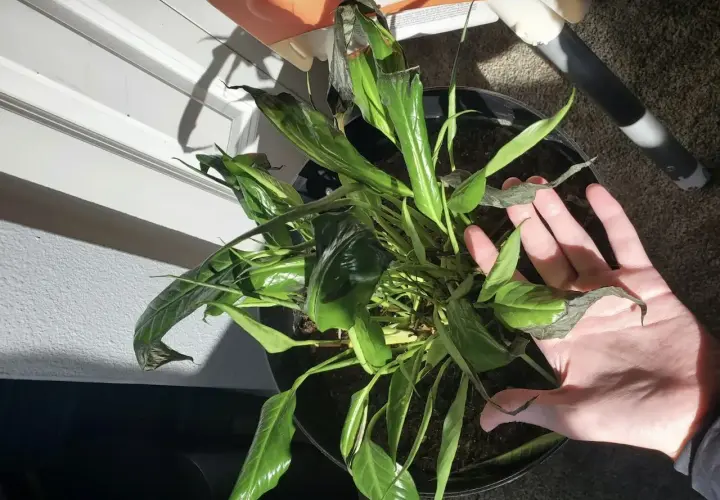 Spathiphyllum con hojas negras, algunas marchitas y secas, en una maceta negra. Una mano revisa el estado de la planta.