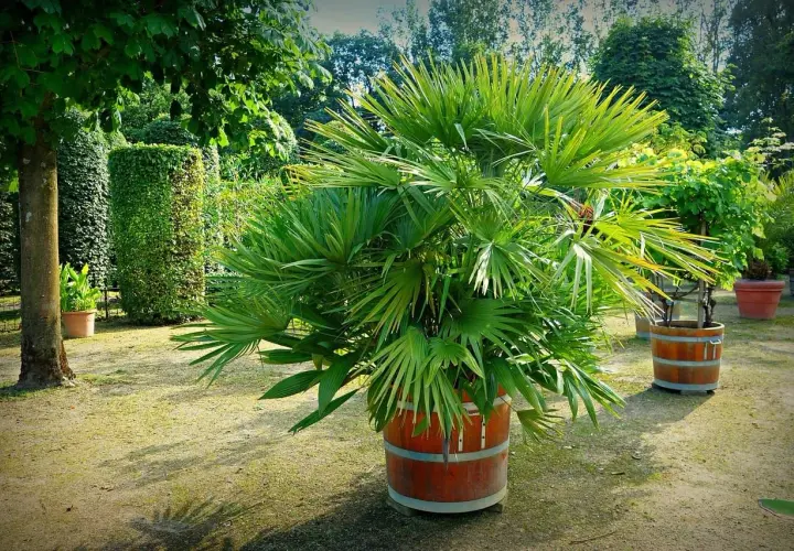 Un jardín con varios tipos de palmeras en macetas de madera. Una palmera frondosa destaca en primer plano.