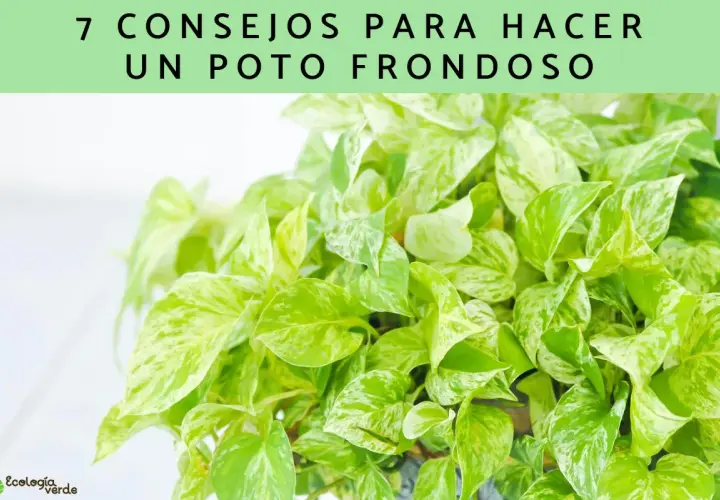 Consejos para hacer un poto frondoso y exuberante. Hojas verdes y blancas de una planta de interior.