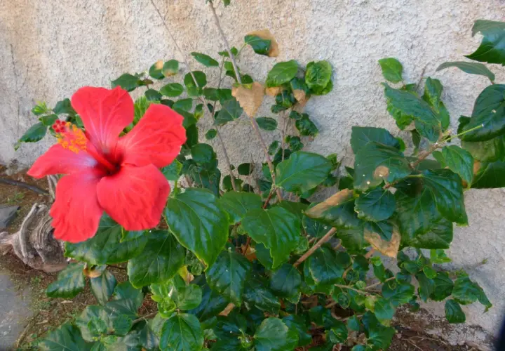 Flor de hibisco rojo vibrante junto a hojas verdes, algunas con manchas marrones, sugiriendo posibles enfermedades de los hibiscus.