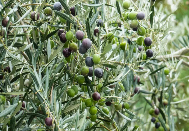 Riego de árboles frutales: aceitunas verdes y moradas cuelgan de ramas frondosas, algunas con gotas de agua.