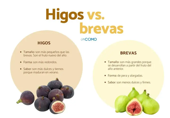 Fotos de higos morados y brevas verdes, comparando sus características.