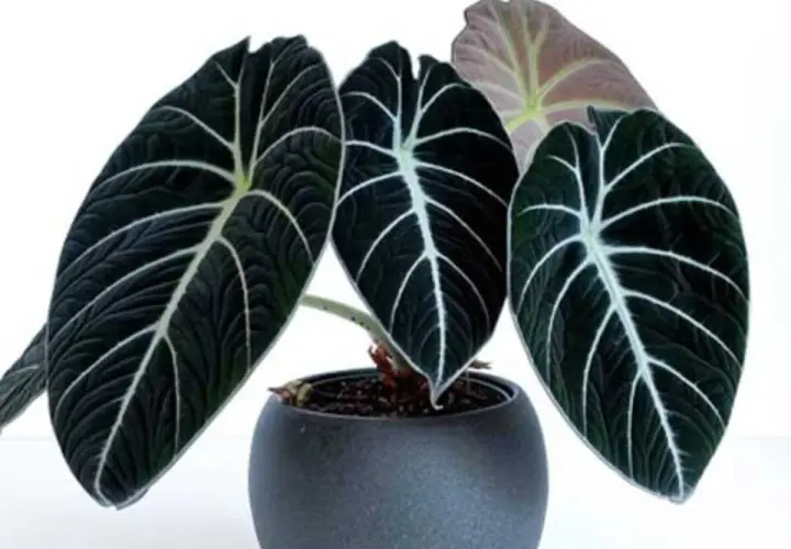 Alocasia Wentii, con sus hojas oscuras y venas blancas, luce majestuosa en su maceta gris.