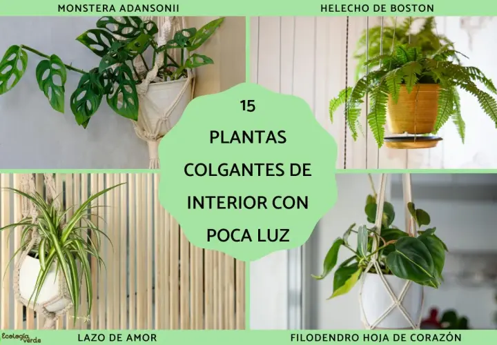 Monstera Adansonii, Lazo de Amor y Filodendro Hoja de Corazón son ejemplos de planta colgante interior poca luz.