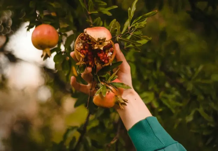 Mano recogiendo granadas de un árbol, una abierta mostrando sus semillas rojas.