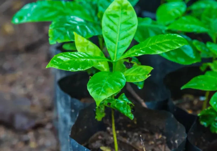 Pequeñas plantas de café en macetas negras, con hojas verdes brillantes y húmedas.