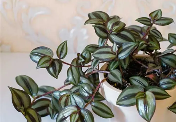Tradescantia zebrina con hojas plateadas y moradas. Si notas que se marchita, podría indicar problemas de riego o luz.