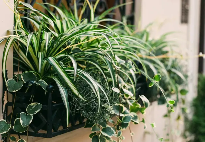 Variedad de tipos de cintas plantas en macetero negro. Hojas verdes y blancas de planta araña y otras colgantes.