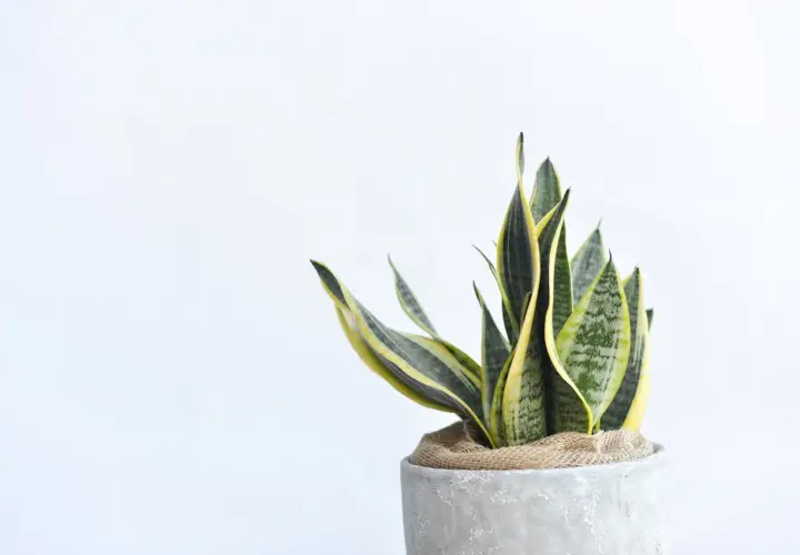 Sansevieria trifasciata, un ejemplo de los diversos tipos de sansevieria, con hojas verdes y amarillas en una maceta de cemento.