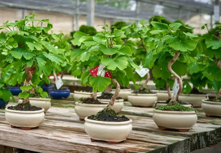 Varios ejemplares de ginkgo biloba cultivo en maceta, con sus hojas verdes y troncos retorcidos, reposan sobre una mesa de madera.