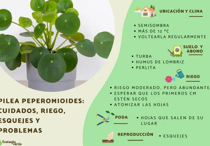 Guía de cuidados para Pilea Peperomioides: ubicación, riego, suelo, poda y reproducción con esquejes.