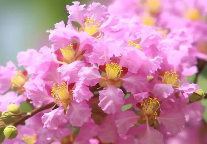 Flores rosadas y rizadas de un árbol de Júpiter, con estambres amarillos vibrantes. Sus cuidados son sencillos para disfrutar su belleza.