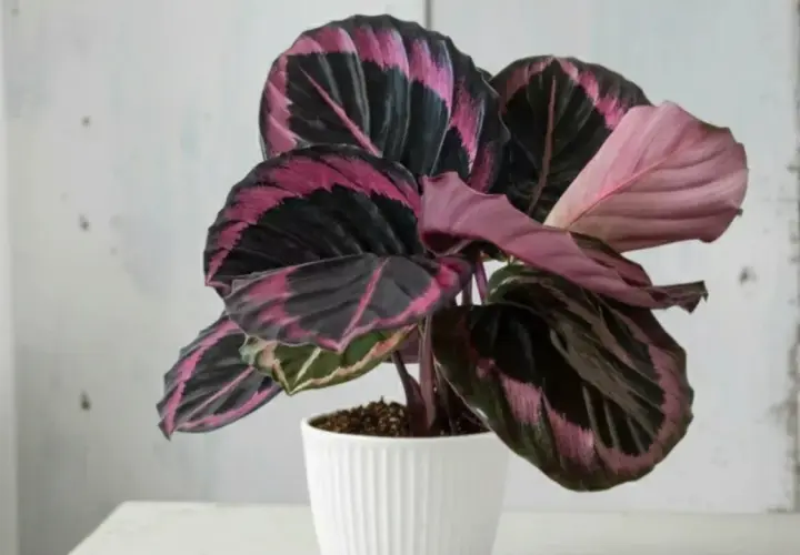 Calathea roseopicta, planta de interior con hojas oscuras y vibrantes rayas rosas y moradas, en maceta blanca.