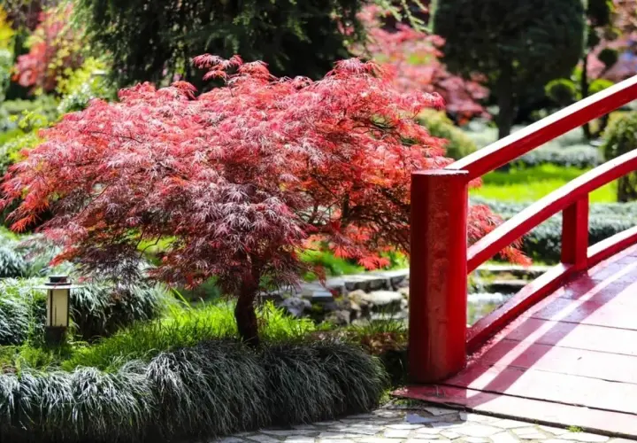Un árbol con flores rojas vibrantes se alza junto a un puente rojo en un jardín sereno.