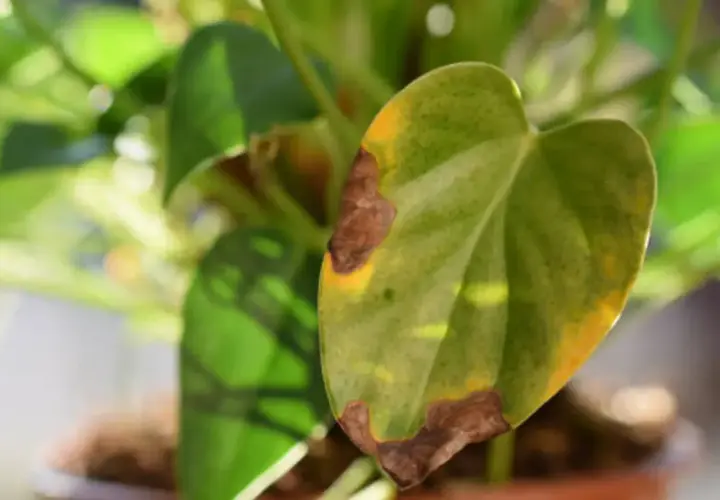 Primer plano de una hoja de monstera con manchas marrones y amarillas, indicando que necesita cuidados.