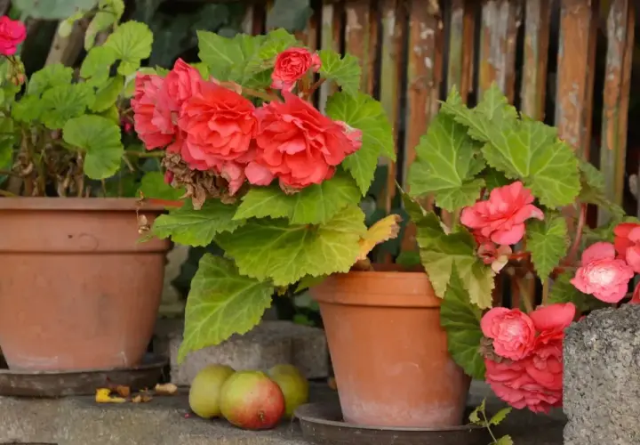 Bellas begonias en macetas, mostrando distintos tipos de begonias, fotos de flores rojas y rosadas con hojas verdes.