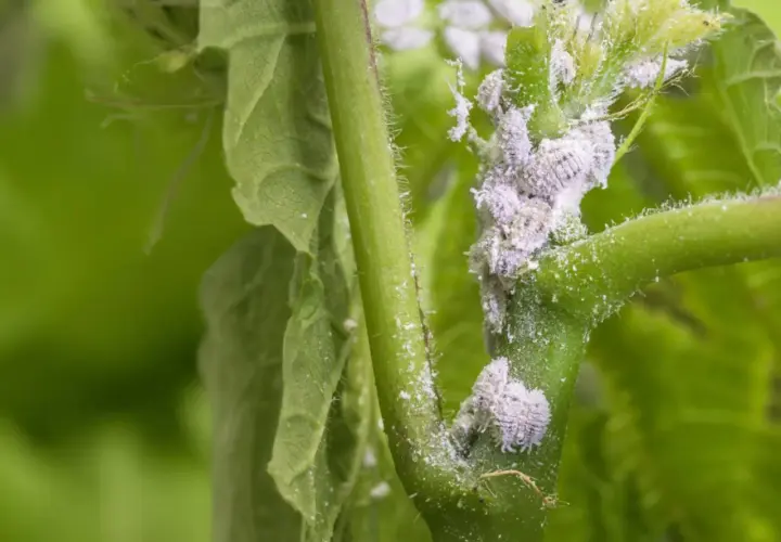 Planta infestada con cochinilla lapa, pequeños insectos blancos cubriendo el tallo y las hojas, dañando el crecimiento.