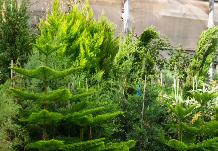 Variedad de coníferas listas para plantar setos para cerramiento. Arbustos verdes y frondosos, ideales para crear privacidad.