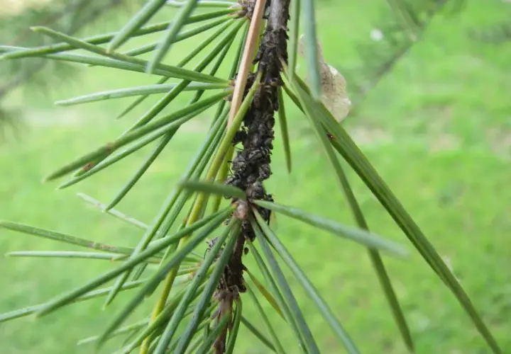Plaga de pulgones en un ciprés, un ejemplo de enfermedades del ciprés. Fotos de insectos chupadores en ramas verdes.