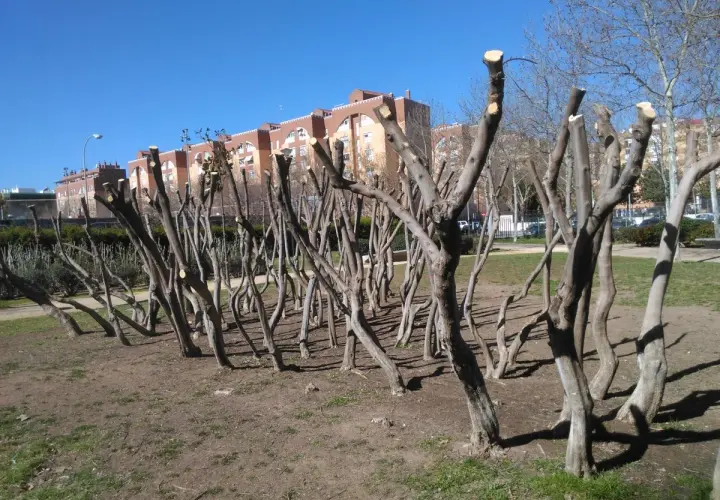 Árboles recién podados, con sus ramas cortadas, alineados en un parque bajo un cielo azul.