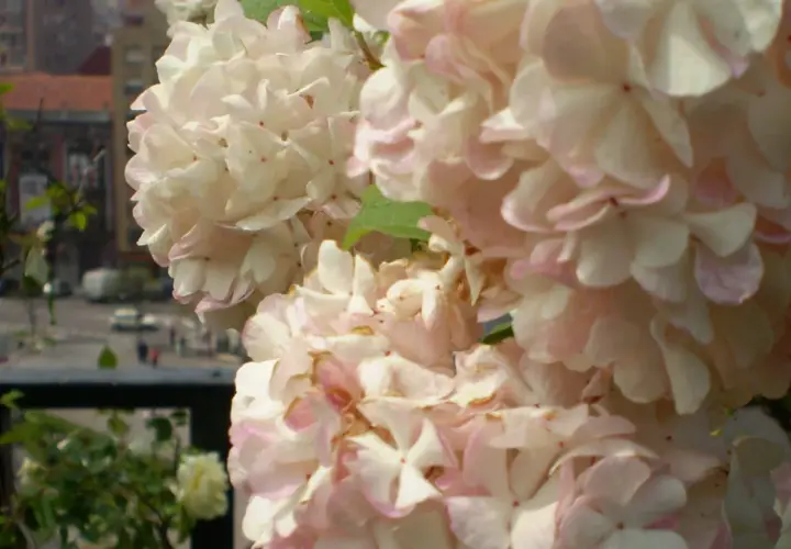 Delicadas flores de planta bola de nieve, con pétalos blancos y rosados, se asoman sobre un balcón con vistas a una calle urbana.