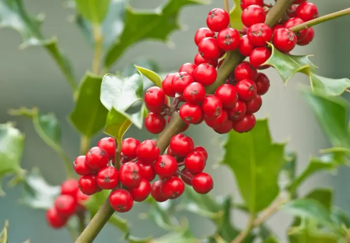 Ramita de acebo con bayas rojas brillantes. Ideal para aprender a plantar acebo por esqueje y disfrutar de su follaje perenne.