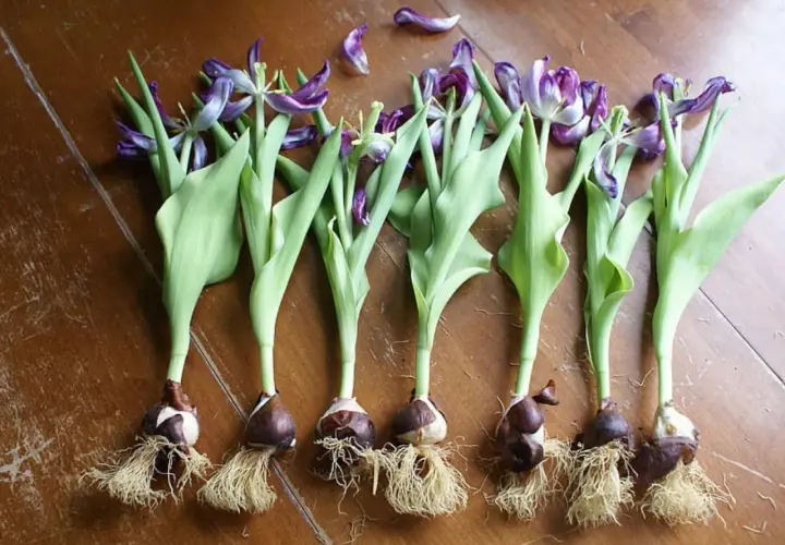 Seis bulbos de tulipán con raíces y tallos verdes, algunos con pétalos morados marchitos. Muestra cuántos tulipanes salen de un bulbo.