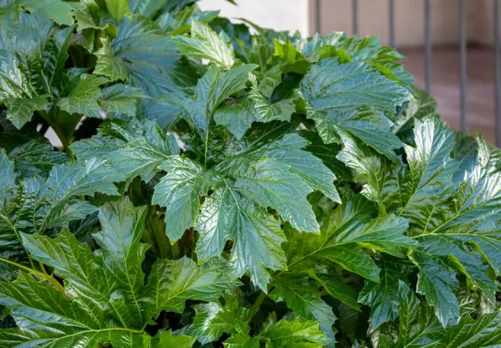 Un exuberante acanto en maceta despliega sus grandes hojas verdes y brillantes, con bordes dentados y venas marcadas, creando un tapiz natural.
