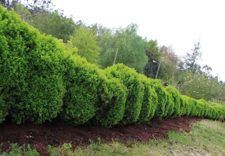 Una hilera de arbustos para setos, perfectamente podados y de un verde vibrante, bordean un camino.