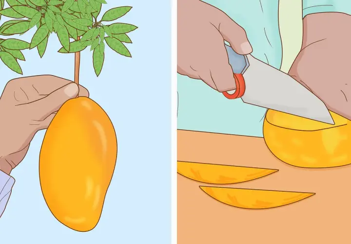 Mano recogiendo un gran arbol de mango. Otra mano corta un mango en rodajas.