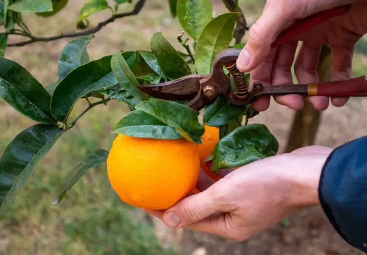 Manos podando un naranjo para cosechar naranjas.