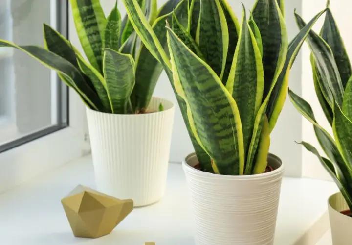Plantas espada de san jorge con hojas verdes y bordes amarillos, en macetas blancas junto a una ventana.