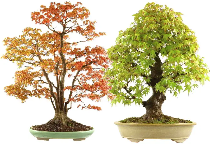 Dos arces japoneses en maceta, uno con hojas naranjas y otro con hojas verdes. El arce japonés cuidados requiere atención para mantener su belleza.