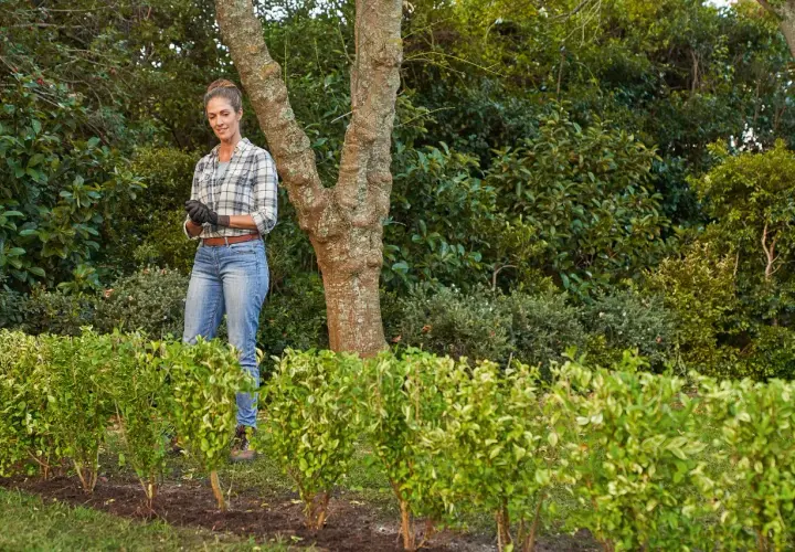 Mujer sonriente con guantes, lista para plantar setos por esquejes. Detrás, un árbol y vegetación frondosa.