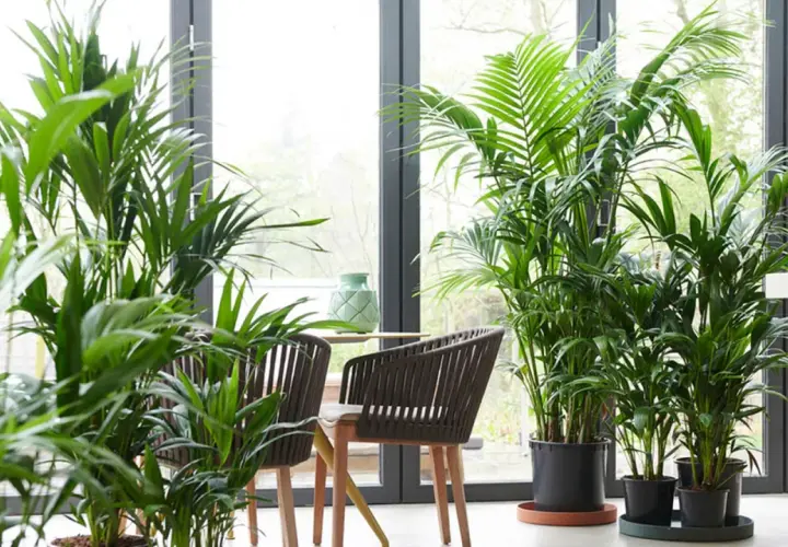 Un rincón acogedor con varias plantas kentia, sillas de mimbre y una mesa con un jarrón verde.