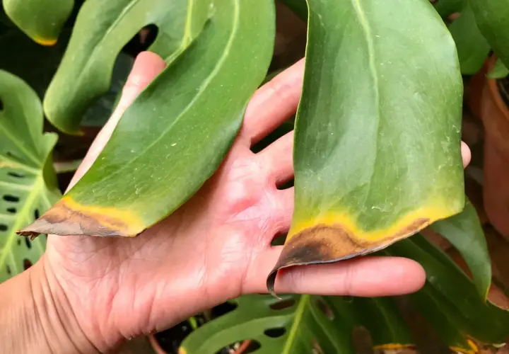 Mano sosteniendo hojas de Costilla de Adán con puntas secas y amarillas, como si fueran hojas negras por el daño.