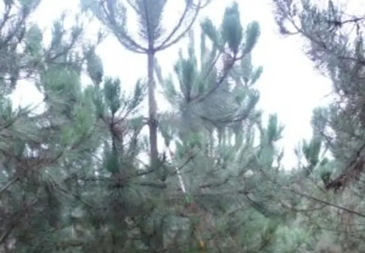 Un primer plano de un bosque de pinos, con la luz del sol filtrándose entre las ramas y la cada **aguja de pino** brillando.