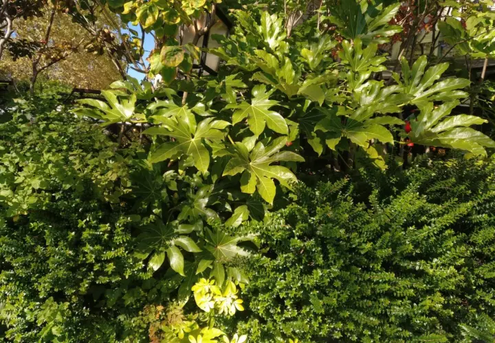 Grandes hojas verdes de Fatsia japonica se mezclan con arbustos densos y un árbol otoñal.