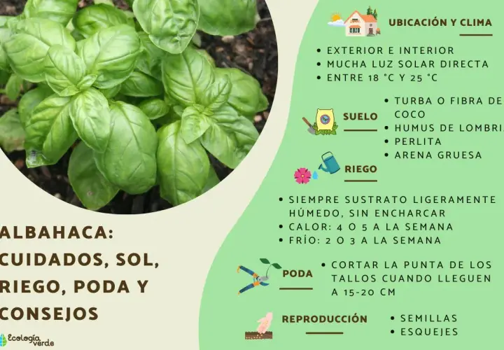 Albahaca: cuidados, sol, riego y poda. Consejos para cultivar esta hierba aromática en casa.