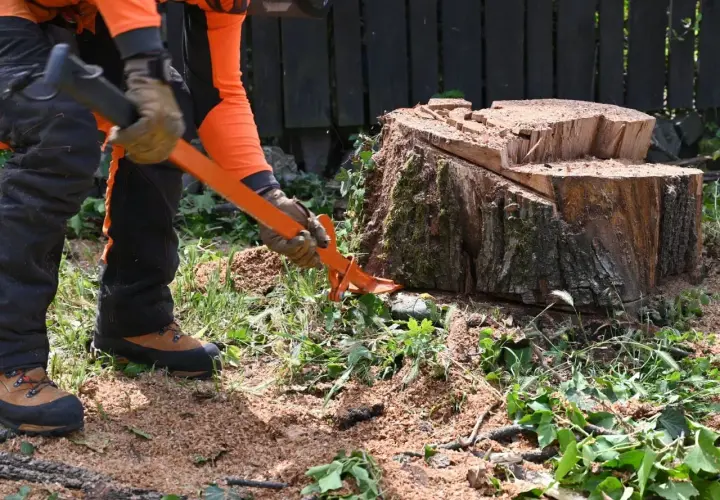 Hombre con equipo de protección usando una palanca para quitar tocon arbol. Aserrín y vegetación cubren el suelo.